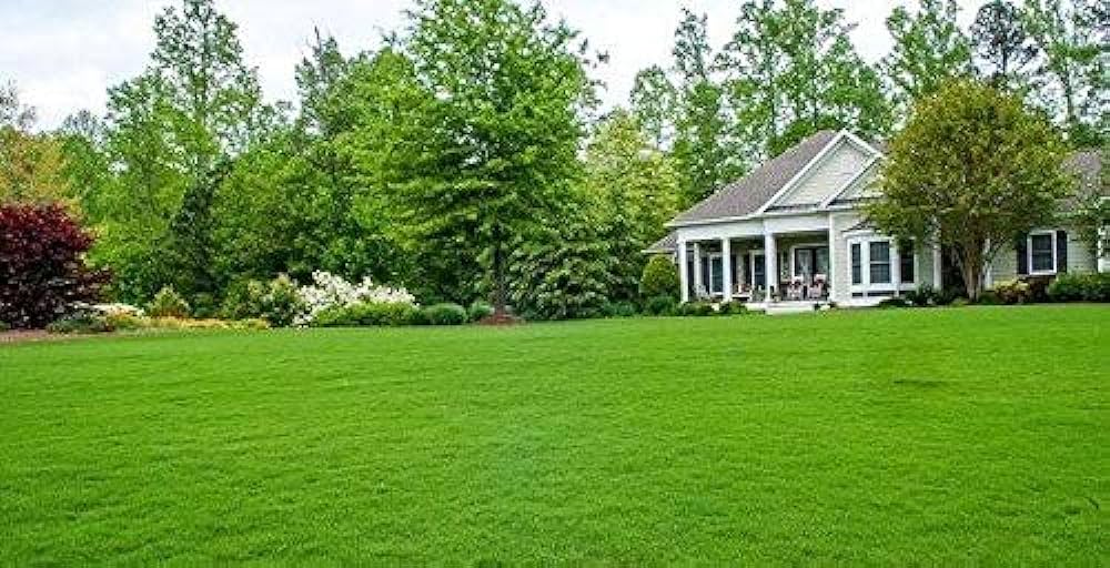 What You Should Avoid When Having A Natural Lawn Grass